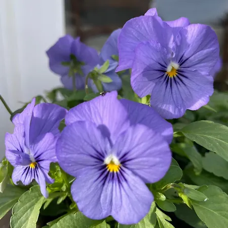 Les Hortensias 3* Espoey