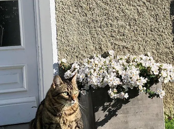 Les Hortensias Espoey