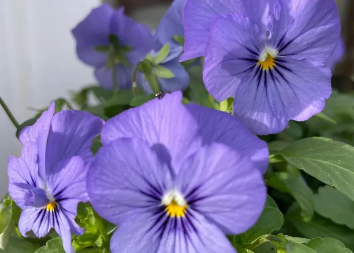 Les Hortensias 3* Espoey