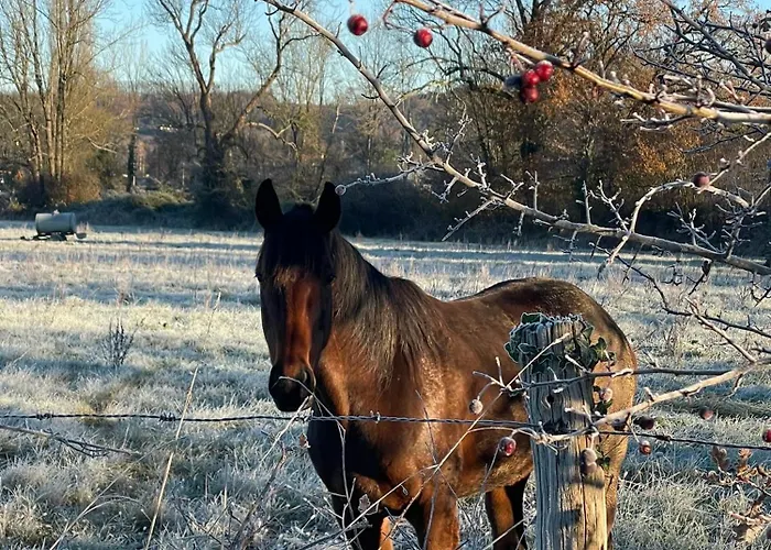 Les Hortensias Espoey